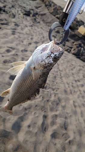 イシモチの釣果