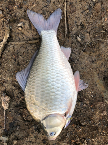 ヘラブナの釣果