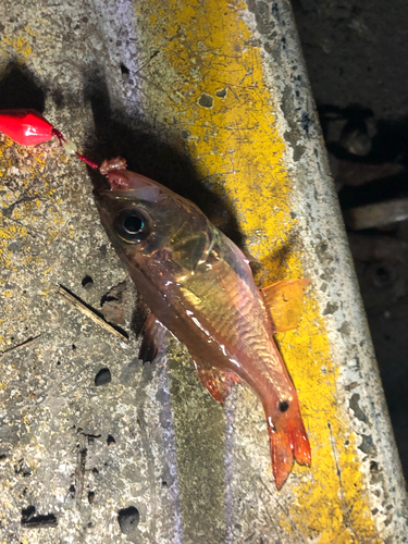 ネンブツダイの釣果