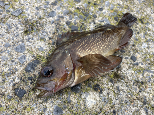 エゾメバルの釣果