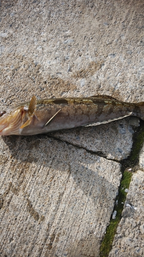 アイナメの釣果