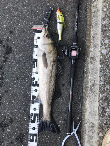 シーバスの釣果