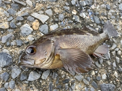 エゾメバルの釣果