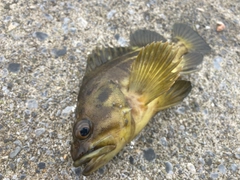 シマソイの釣果