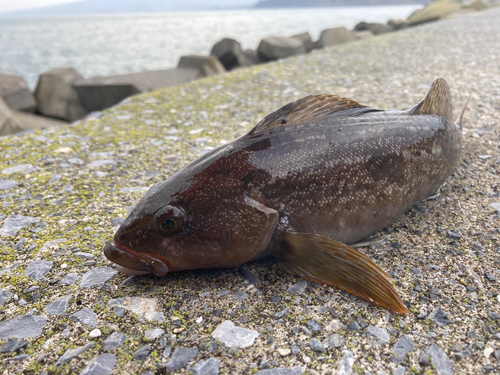 アイナメの釣果