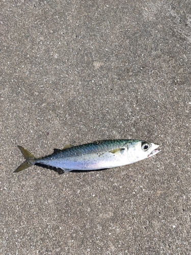 サバの釣果