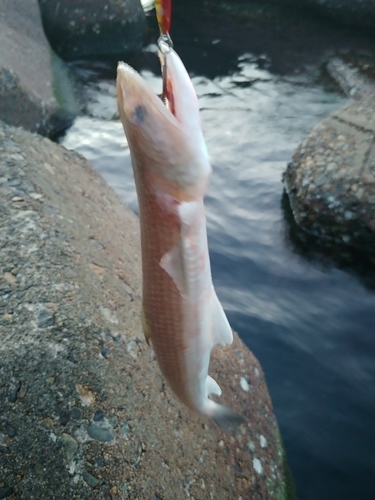 エソの釣果