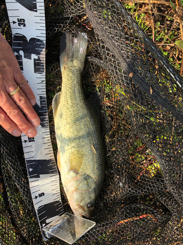 ブラックバスの釣果