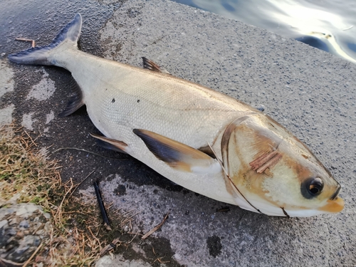 ハクレンの釣果