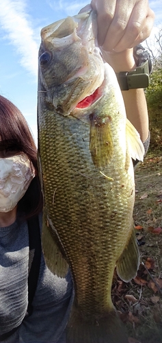 ブラックバスの釣果