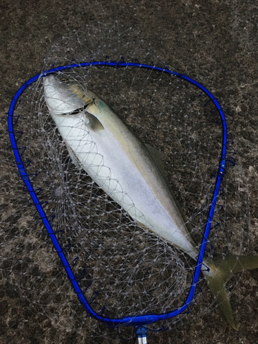 メジロの釣果