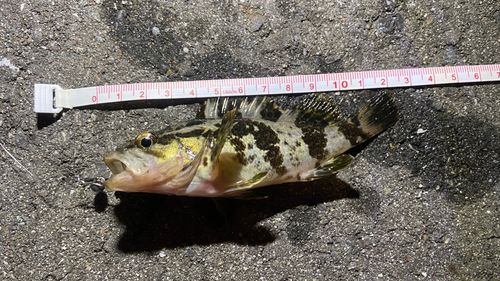 タケノコメバルの釣果