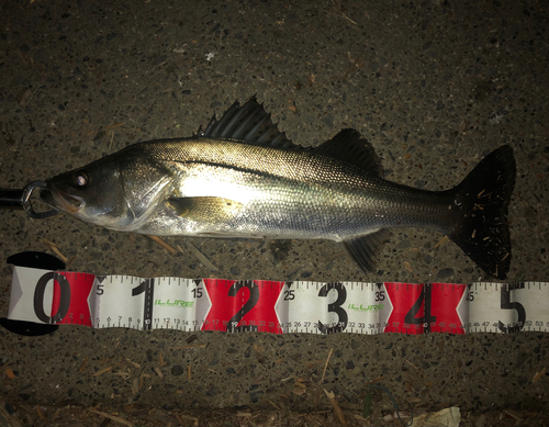 シーバスの釣果