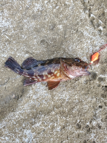 カサゴの釣果