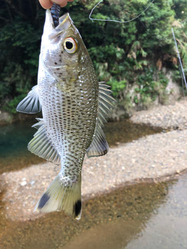 オオクチユゴイの釣果