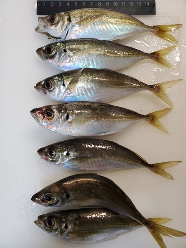 アジの釣果