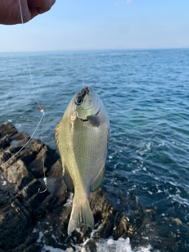 クロの釣果