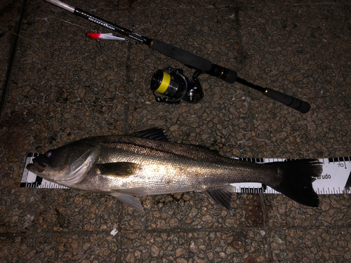 シーバスの釣果