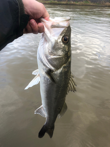 スズキの釣果