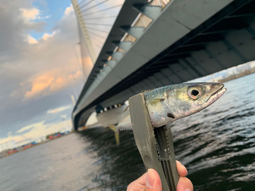 サバの釣果