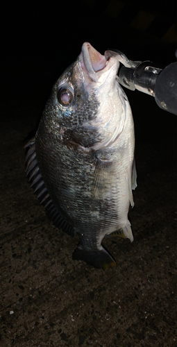 キビレの釣果