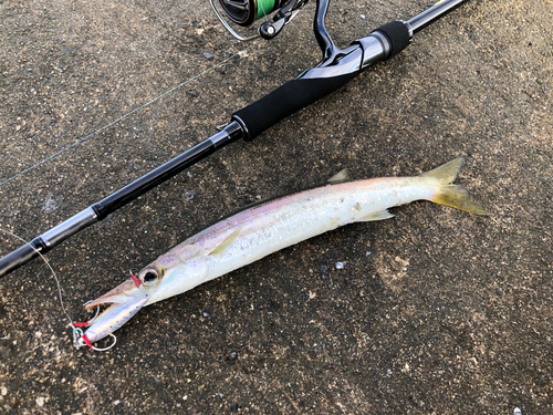 カマスの釣果