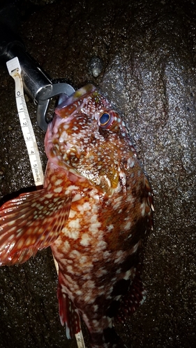 カサゴの釣果