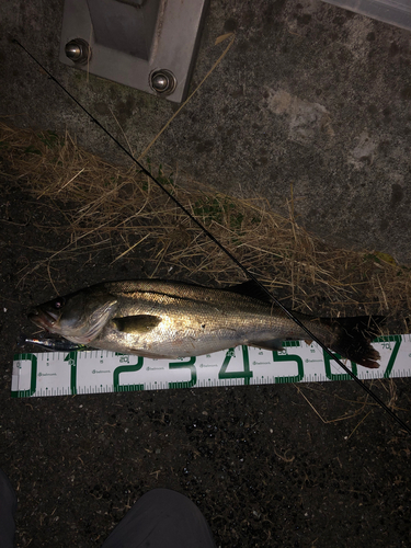 シーバスの釣果