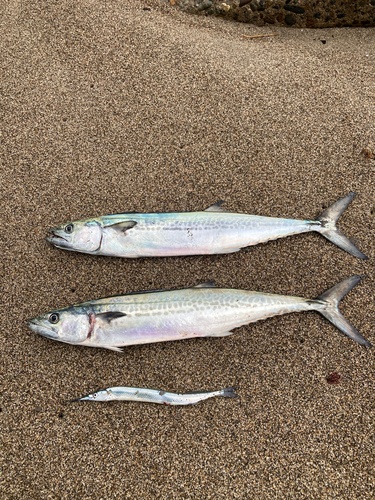 サゴシの釣果