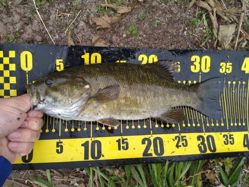 スモールマウスバスの釣果