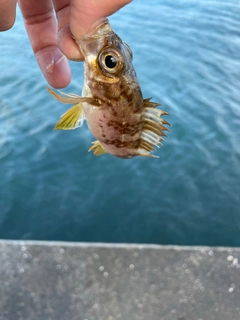 アカメバルの釣果