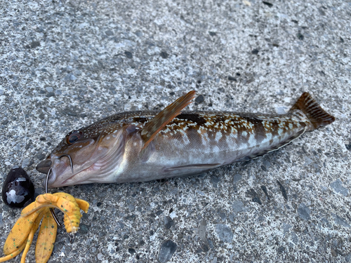 アイナメの釣果