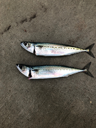 サバの釣果