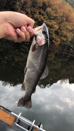 ニジマスの釣果