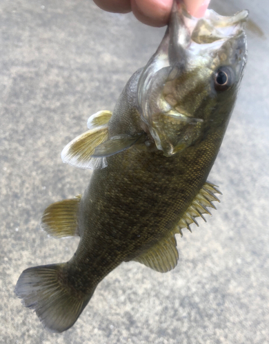 スモールマウスバスの釣果