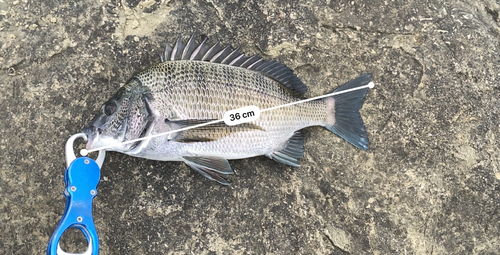 クロダイの釣果