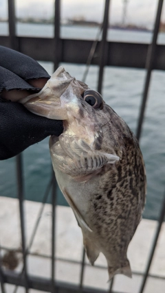 クロソイの釣果