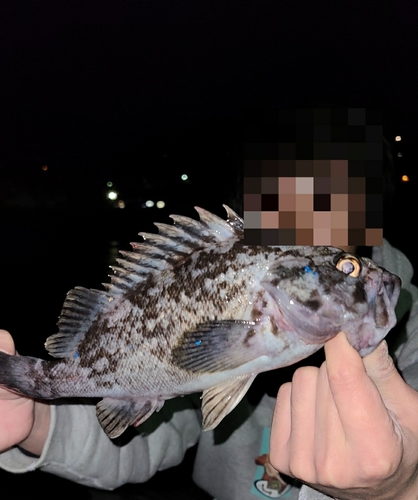 クロソイの釣果