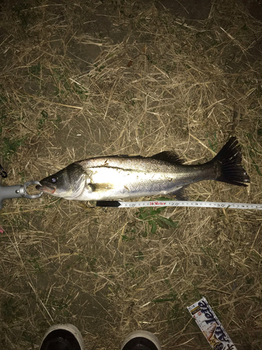 シーバスの釣果