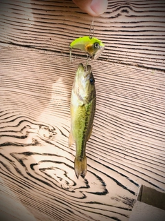 ブラックバスの釣果