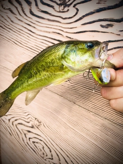 ブラックバスの釣果