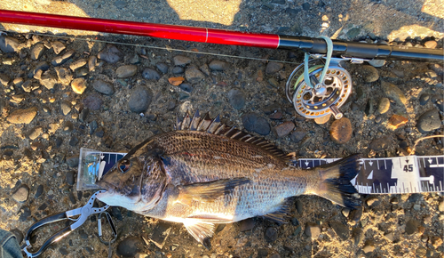 クロダイの釣果