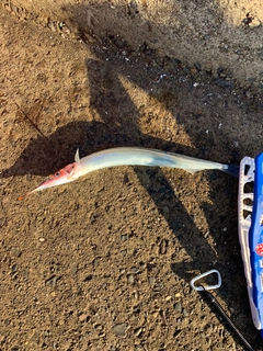 サヨリの釣果