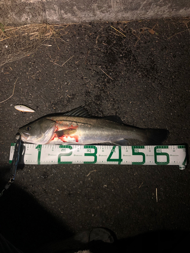 シーバスの釣果