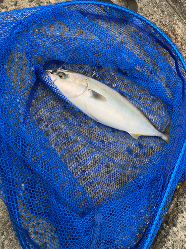 ヤズの釣果