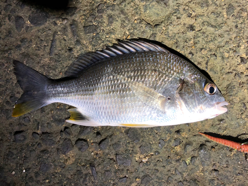 キビレの釣果