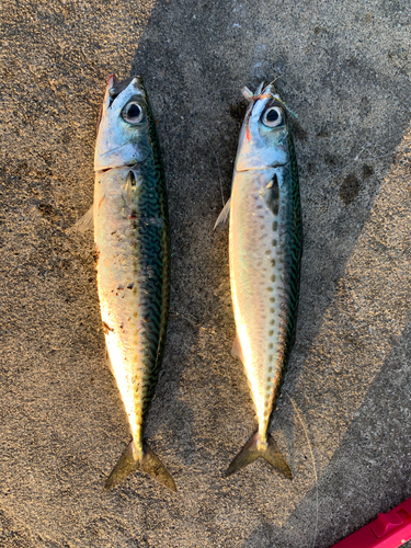 サバの釣果