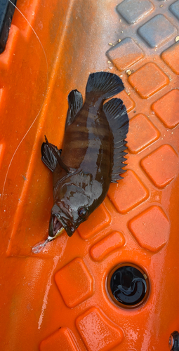 ヤミハタの釣果