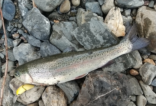 ニジマスの釣果