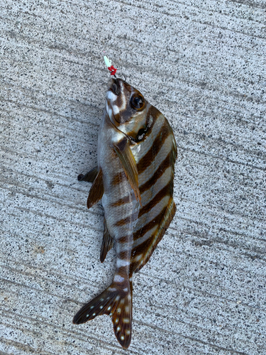 タカノハダイの釣果